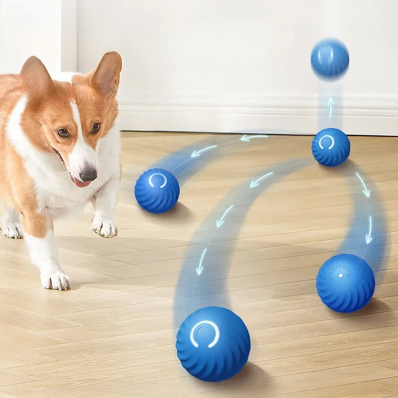 Let your dog shine with joy and activity!